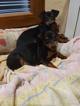 Pinczer miniaturowy - 2