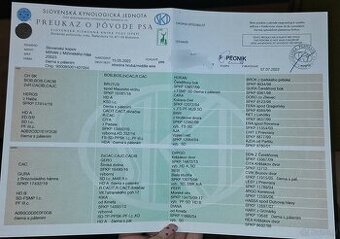 Gończy Słowacki KOPOV ZKwP FCI - 2