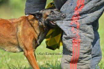 Owczarek belgijski malinois z rodowodem FCI - 2