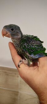 Alwksandretty wielke, kakadu ruzove - 2