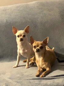 Chihuahua szczenięta krótkowłose - 2