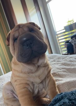 Hodowla rasy shar pei Red Folds przed. szczeniąt ur.22.06.20 - 2