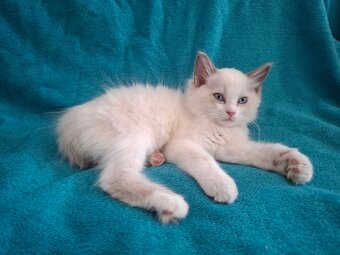 Rodowodowe kocięta Ragdoll - gotowe do zamieszkania - 2
