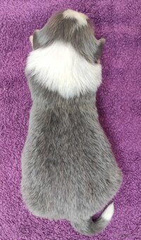 Rasowy Pies Border Collie - Szczeniak WINTER z pełną dok. z - 2