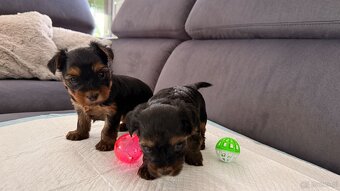 Suczki rasy yorkshire terrier - 2