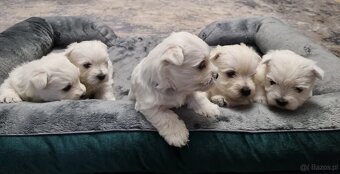 West highland white terrier - 2