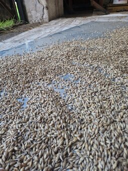 Zboże .jęczmień ozimy - 2