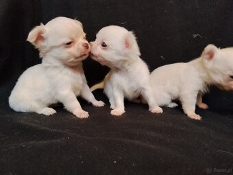 Chihuahua szczeniaczki sliczne - 2