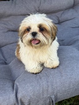 Szczeniaki Shih tzu - 2