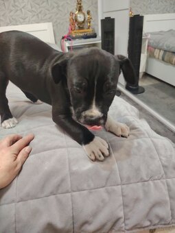 Szczeniak Amstaff - 2