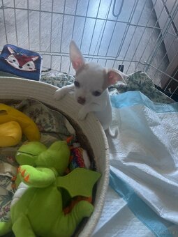 Szczeniaki chihuahua - 2
