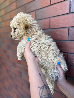 Poochon - 2