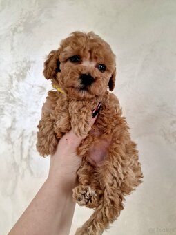 Pudelki toy/miniatura RED po tatusiu FCI - 2