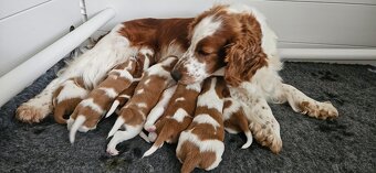Welsh Springer Spaniel - šteniatka - 2
