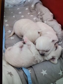 Chihuahua z rodowodem FCI. - 2