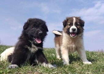 Border Collie - Pies do pasienia na gospodarstwo, pełna dok. - 2