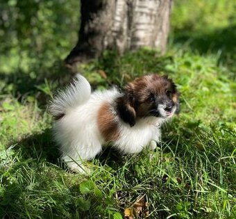 Spaniel kontynentalny miniaturowy, phalene, nie papillon FCI - 2
