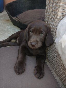 Labrador retriever - 2