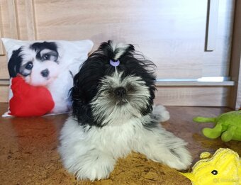 Shih-tzu z PP ostatni szczeniak (shih tzu, shitzu, si-tzu) - 2