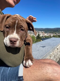 American Bully XL - 2