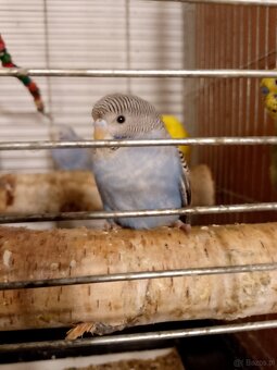 Młodziutkie papugi faliste - 2