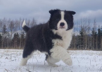 BORDER COLLIE - piękna suka z Hodowli - Szczenię z pełną dok - 2