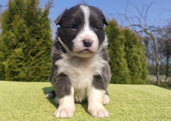 Rasowy Pies Border Collie maści BLUE - Szczeniak WILCZEK z p - 2