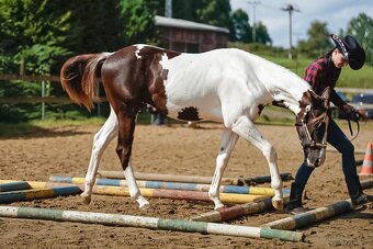 APH stallion '24 - 2