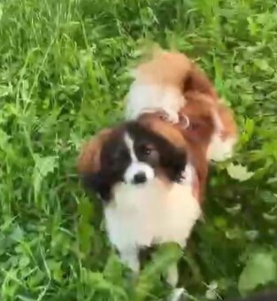 Spaniel kontynentalny miniaturowy, phalene, nie papillon FCI - 2