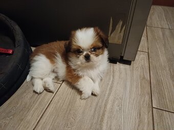 Pieski shih tzu - 2