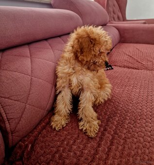 Malutki pudelek toy - 2