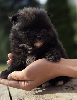 Szpic miniaturowy pomerania - 2