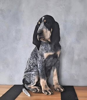 MAŁY GOŃCZY GASKOŃSKI FCI - 2