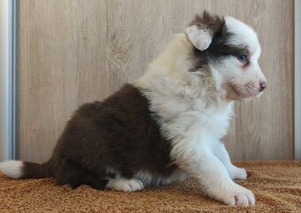 Rasowa suczka Border Collie z pełną dok. przebadani rodzice - 2