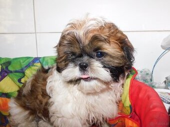Piesek shih tzu - 2
