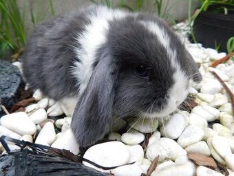 Cudowne baranki mini lop niebieskie - 2