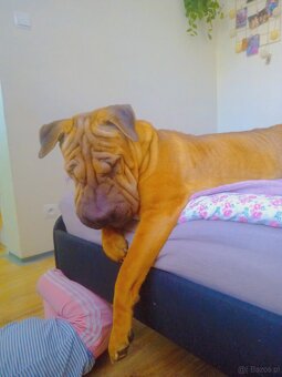 1,5 roczna sunia Nela - 2
