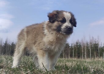 Piękny Pies Border Collie - XANDO z pełną dok. z hodowli do - 2