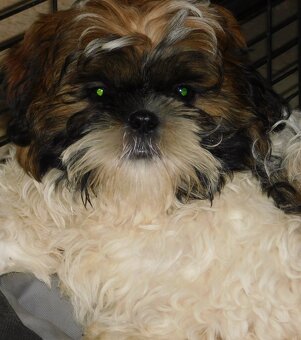 Shih tzu piesek Niko - 2