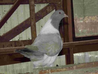 sprzedam gołębie - 2