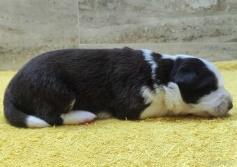 Rasowy pies Border Collie z pełną dok. przebadani rodzice - 2