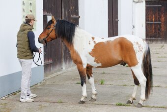 Ogier L-Karat srokaty tobiano homozygota - 2