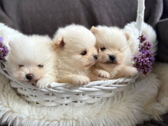 SZPIC MINIATUROWY POMERANIAN PIĘKNE SUNIE I PIESKI - 2