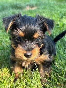 Dwie suczki – australijski silky terrier - 2