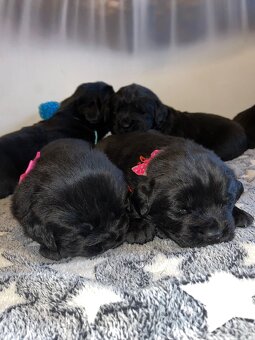 Nowofundland Kennel Club - 2