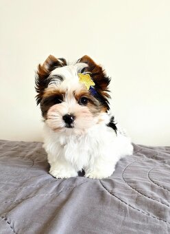 100% Biewer York piesek do odbioru śląskie - 2