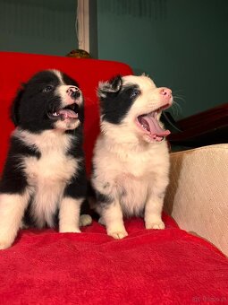 Border collie PsiPatrol.PL Canis e Catus - 2