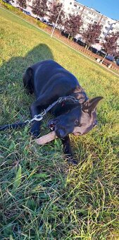 Oddam pieska w dobre ręce - 2