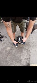 Amstaff - 2