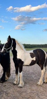 Tinker źrebak ogierek - 2